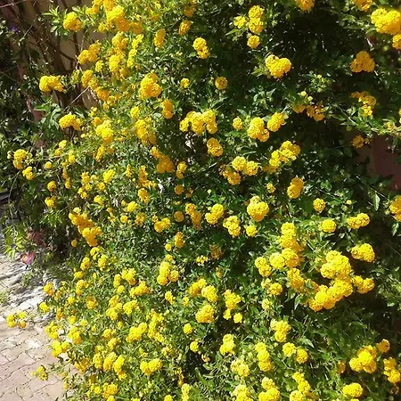 Appartamento Elpida Trapezaki (Kefalonia)