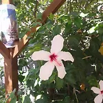 Elpida ترابيزاكي