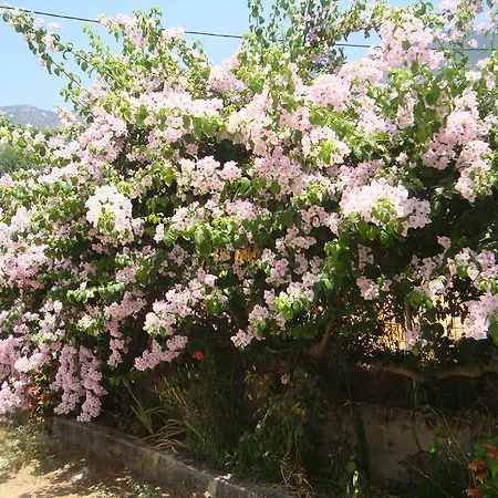 Elpida * Trapezaki (Kefalonia)