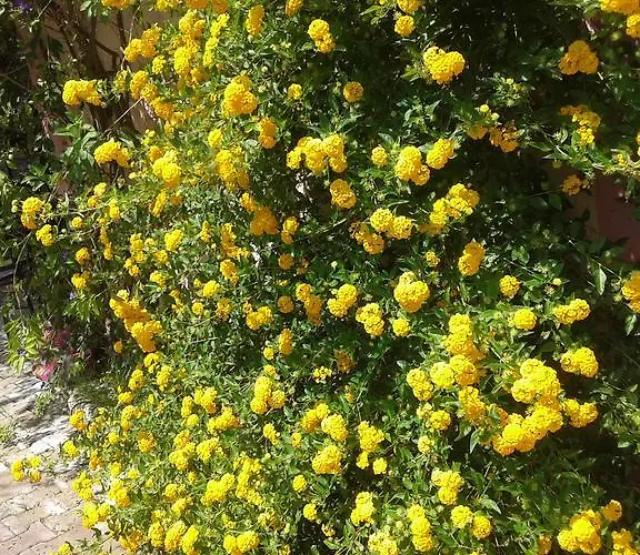 Apartment Elpida Trapezaki (Kefalonia)