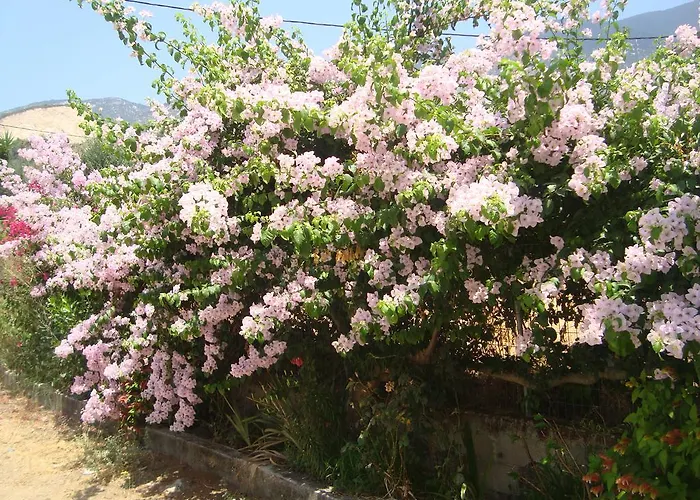 Elpida * Trapezaki (Kefalonia)