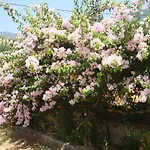 Elpida * Trapezaki (Kefalonia)